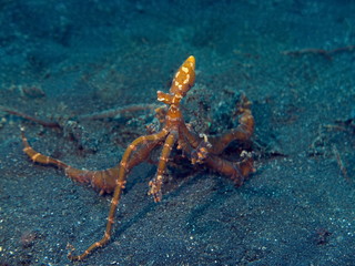 Wonderpus octopus