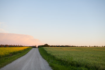 Fototapeta na wymiar Countryside gravel road heading over a hill between crop fields at sunset