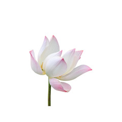 Fototapeta na wymiar Beautiful pink lotus flower isolated on white. Saved with clippi