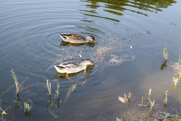 Fototapeta premium Pair of ducks in search of food