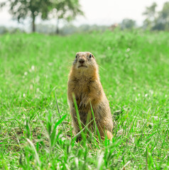 Gopher standing on meadow