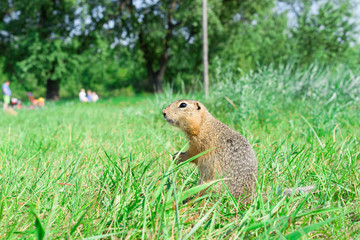 Naklejka na ściany i meble Gopher standing profile and starring on meadow, some people on t