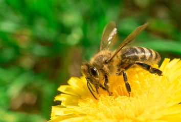 Bee collecting honey on the dandelion