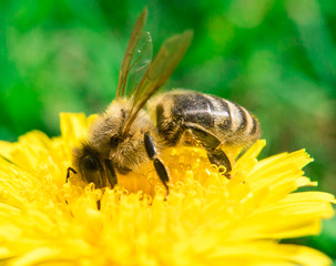 Bee collecting honey on the dandelion