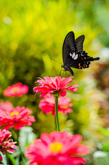 Black butterfly on flower, Thailand.