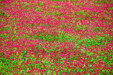 Field of Purple Clover Flowers