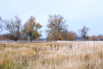 grove in autumn