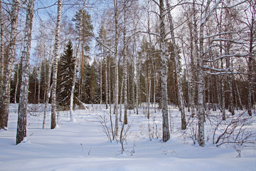 Fototapeta premium pine and birch