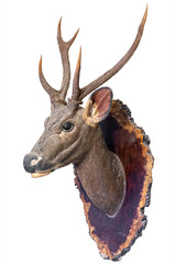 Deer head model
