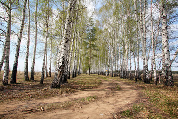 birch alley in a green haze