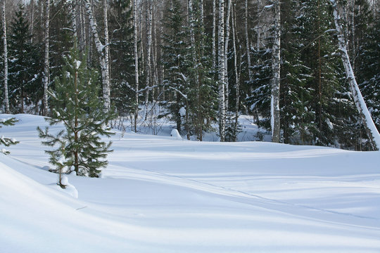 Fototapeta pine and birch