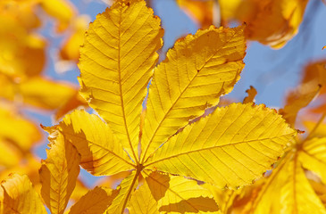 close up of yellow leaf on maple tree at fall