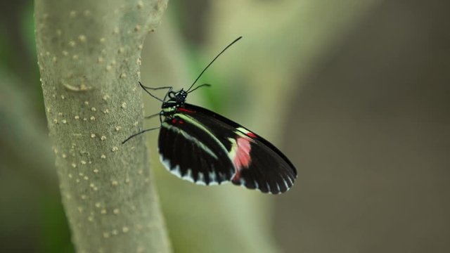 beautiful butterflies filmed close up