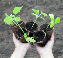 cucumber seedlings