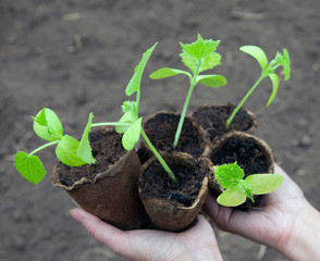 cucumber seedlings