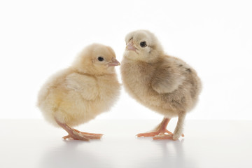 Small fluffy chickens