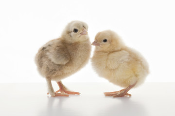 Small fluffy chickens