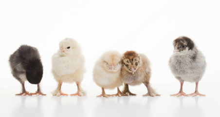 Small fluffy chickens