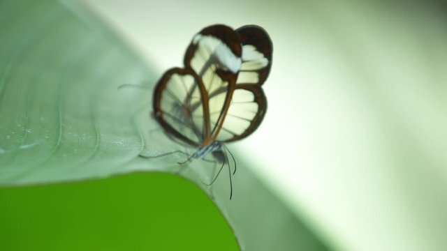 beautiful colorful and delicate butterflies