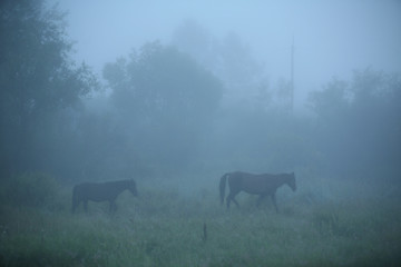 Travel to Eastern Sayan mountains