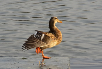 A female mallard duck stands on one leg