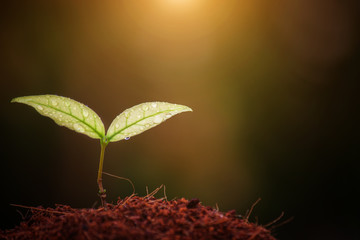 Seedlings morning light
