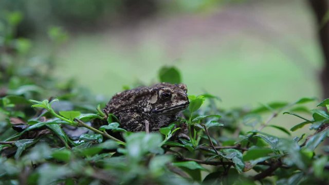 Toad sitting in green grass