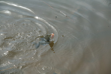 Spring fishing on the river