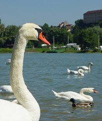 Fototapeta premium cygne