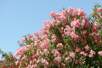 oleander in front of blue sky