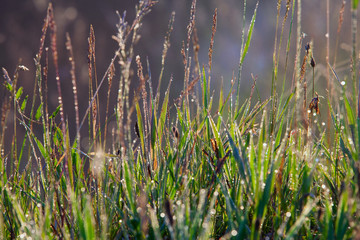 grass with dew
