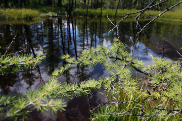 Travel to Eastern Sayan mountains