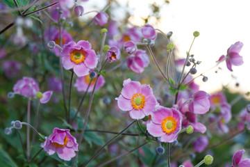 Fototapeta premium Herbst-Anemone