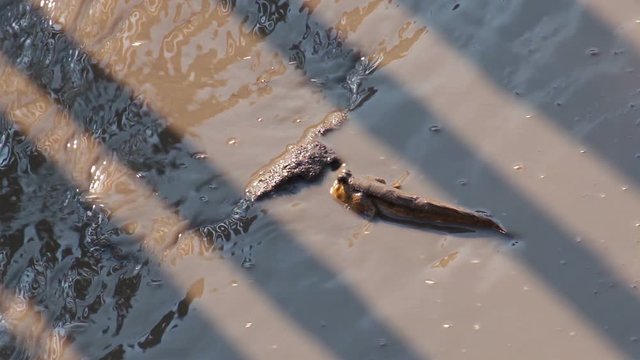 Mudskipper in mangrove forest