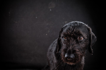 Unhappy maltreat dog on black background. 