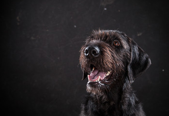 Dog is posing in studio