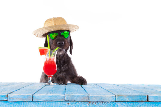 Funny summer black dog with fresh fruit cocktail. Isolated on white. 