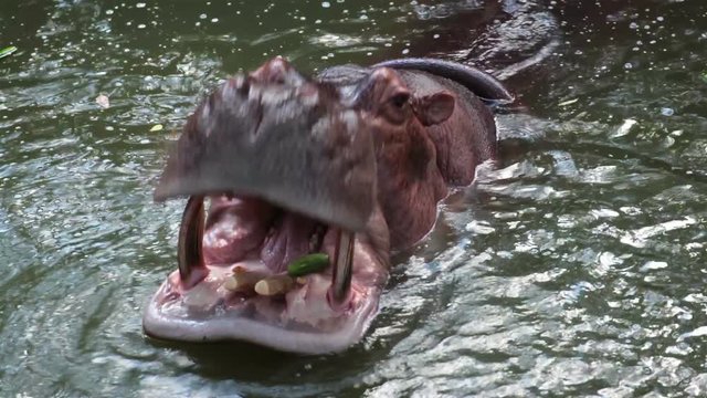 hippo, hippopotamus open mouth and yawn in pond