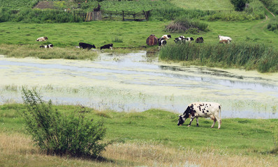 Cows and sheep grazing in the village