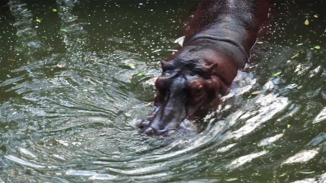 hippo, hippopotamus  in pond
