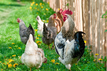 Hens and rooster