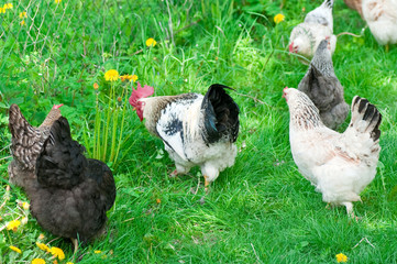 Hens and rooster
