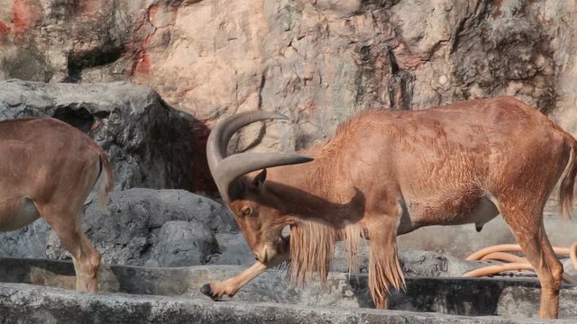 barbary sheep