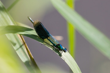 prchtlibellenmännchen