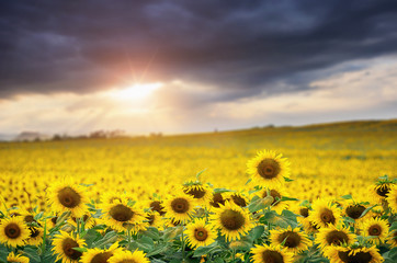 Obraz premium Sunflower field