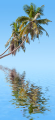 reflets de cocotiers penchés