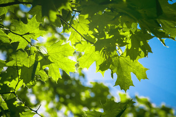 maple leaves forest