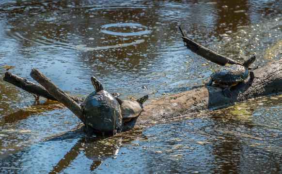 Turtles basking in the sun in Chesapeake Bay marsh
