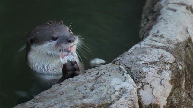 otter eat small fish in pond