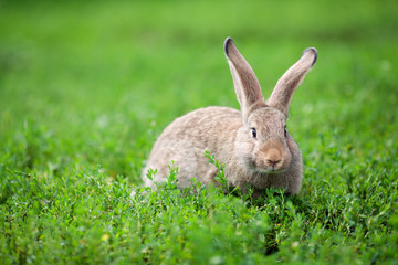 Portrait of little rabbit on green grass background